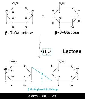 Structure moléculaire du disaccharide lactose, sucre composé de galactose et glucose. Lait sucre trouvé dans le lait. Formule structurelle du Illustration de Vecteur