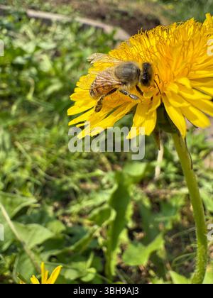 Abeille de miel dans la fleur de pissenlit, macro shot Banque D'Images