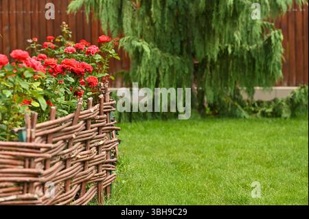 la clôture en osier fournit un soutien rustique pour grimper les rosiers en pleine floraison. La clôture de saule tissée à la main devient une tapisserie vivante lorsqu'elle est entrelacée avec THO Banque D'Images