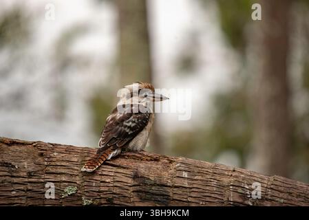 portrait d'un kookaburra gros plan Banque D'Images