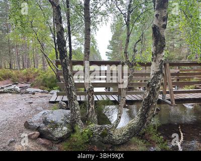 Promenade relaxante à travers les bois de Rothiemurchus jusqu'au paisible Loch an Eilein, avec un château en ruines encadré de pins anciens et de pics Cairngorm. Banque D'Images