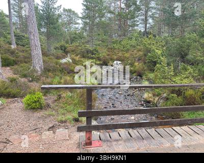 Promenade relaxante à travers les bois de Rothiemurchus jusqu'au paisible Loch an Eilein, avec un château en ruines encadré de pins anciens et de pics Cairngorm. Banque D'Images