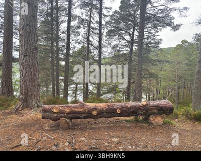 Promenade relaxante à travers les bois de Rothiemurchus jusqu'au paisible Loch an Eilein, avec un château en ruines encadré de pins anciens et de pics Cairngorm. Banque D'Images