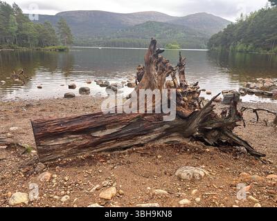 Promenade relaxante à travers les bois de Rothiemurchus jusqu'au paisible Loch an Eilein, avec un château en ruines encadré de pins anciens et de pics Cairngorm. Banque D'Images