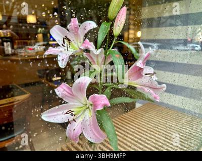 Une Lilly avec des pétales blancs et roses derrière une fenêtre avec des gouttes d'eau dessus Banque D'Images