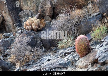 Cactus (Ferocactus cylindraceus) en baril rouge de Californie sur des roches de lave noires dans le désert rocheux, réserve nationale de Mojave, Californie, États-Unis. Banque D'Images