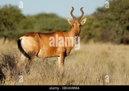 Un hartebeest rouge (Alcelaphus buselaphus) se tenant dans un habitat naturel, parc national de Mokala, Afrique du Sud Banque D'Images