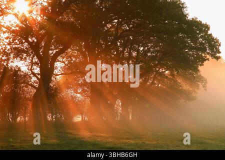 Rayons crépusculaires, lever du soleil qui coule à travers les arbres : tôt un matin d'hiver NR Church Stretton South Shropshire Banque D'Images