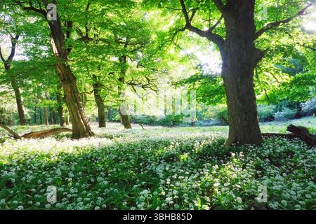 Forêt de printemps avec fleurs blanches et soleil en fleurs. Ail sauvage - montagne carpapienne Banque D'Images