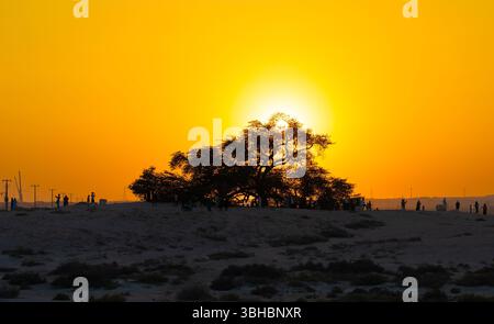 Une vue de l'arbre de vie de Bahreïn vieux de 400 ans au coucher du soleil dans le désert de Sakhir. Banque D'Images
