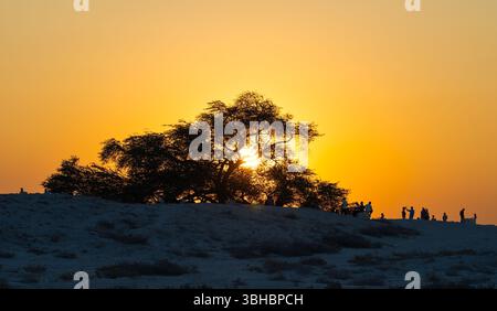 Une vue de l'arbre de vie de Bahreïn vieux de 400 ans au coucher du soleil dans le désert de Sakhir. Banque D'Images