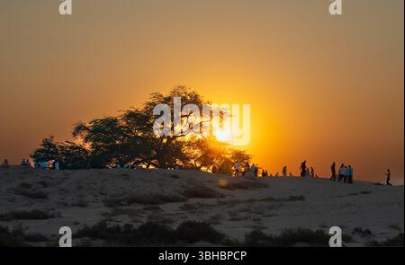 Une vue de l'arbre de vie de Bahreïn vieux de 400 ans au coucher du soleil dans le désert de Sakhir. Banque D'Images