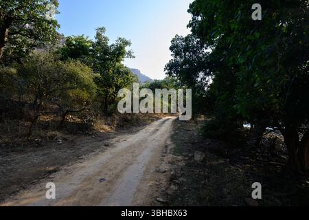 Chemin du parc national de Ranthambore ou route à travers le paysage de la jungle avec des arbres Banque D'Images