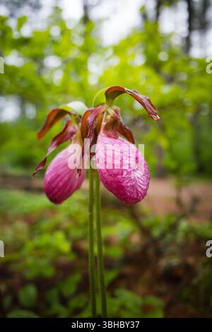 Pink Lady Slipper après la pluie dans Bear Brook State Park, New Hamps Banque D'Images