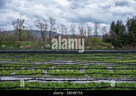 Belle zone agricole de wasabi au Japon Banque D'Images