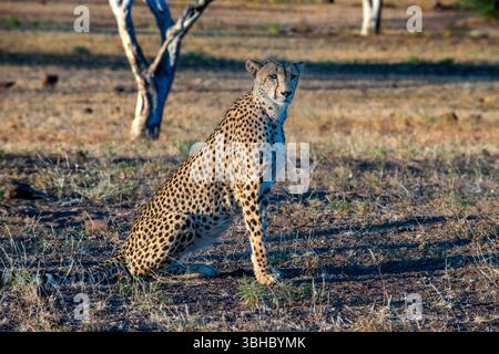 Un jeune guépard (Acinonyx jubatus) à la réserve de chasse de Mashatu. Réserve de gibier nord de Tuli. Botswana. Banque D'Images