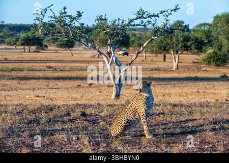 Un jeune guépard (Acinonyx jubatus) à la réserve de chasse de Mashatu. Réserve de gibier nord de Tuli. Botswana. Banque D'Images