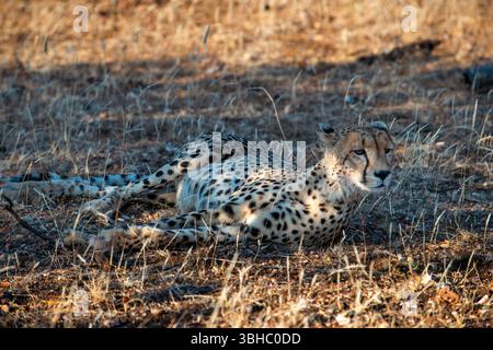 Un jeune guépard (Acinonyx jubatus) à la réserve de chasse de Mashatu. Réserve de gibier nord de Tuli. Botswana. Banque D'Images