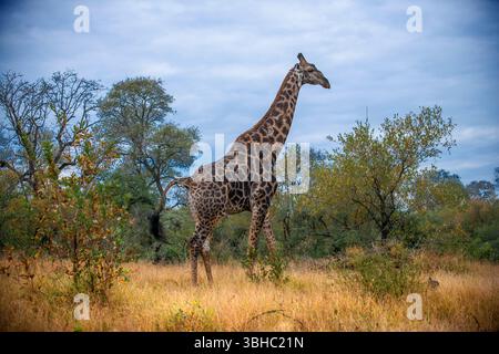 Girafe sud-africaine ou girafe du Cap (giraffa giraffa ou Giraffa camelopardalis giraffa). Mala Lodge Game Reserve Sabi Sand Park Kruger Afrique du Sud, Banque D'Images