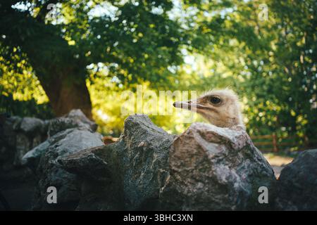 La tête d'une autruche jette un coup d'œil derrière les rochers d'un zoo pendant la journée. Banque D'Images
