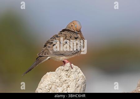Une colombe en deuil (Zenaida macroura) perchée sur un rocher. Banque D'Images