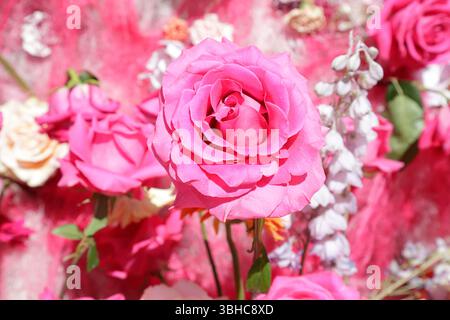 Gros plan de roses roses en pleine floraison Banque D'Images