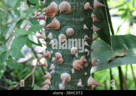 Gros plan arbre à soie/Ceiba Speciosa- tronc/jardin botanique Michigan Banque D'Images