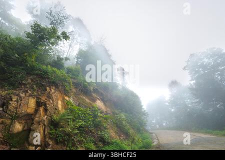 Route brumeuse dans la forêt tropicale de Rize, Turquie Banque D'Images