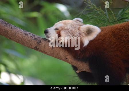 Le panda rouge dormir sur une branche d'arbre Banque D'Images