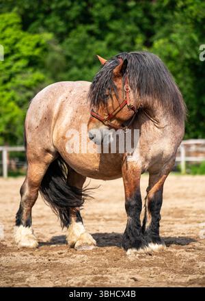 Puissant cheval de trait ardennais debout dans le paddock avec des paysages ruraux en arrière-plan. Race européenne traditionnelle connue pour sa force, son endurance. Concept Banque D'Images