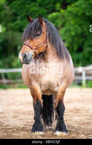 Cheval massif des Ardennes dans un paddock de ferme. Le paysage rural en arrière-plan met l'accent sur les thèmes de l'agriculture, de l'élevage de chevaux, des animaux de travail et du pays Banque D'Images