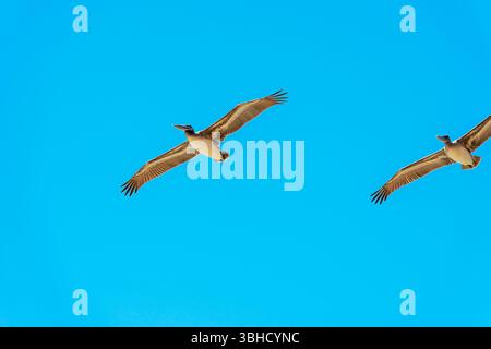 Brown Pelicans en vol, comté d'Orange, Californie, États-Unis Banque D'Images