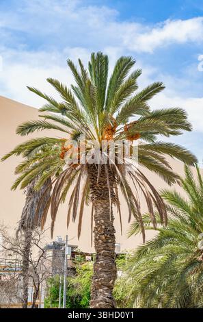 Un palmier dattier luxuriant dans l'oasis de Huacachina, Pérou Banque D'Images