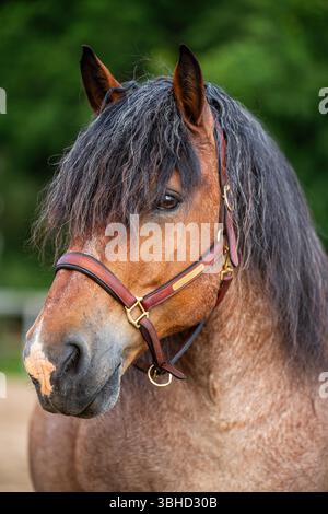 Gros plan sur le puissant cheval ardennais, l'une des races de trait européennes les plus anciennes et les plus fortes. Concept d'agriculture traditionnelle, élevage de chevaux, vie rurale Banque D'Images