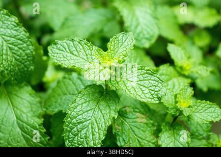Feuilles de menthe fraîche poussant dans le jardin Banque D'Images