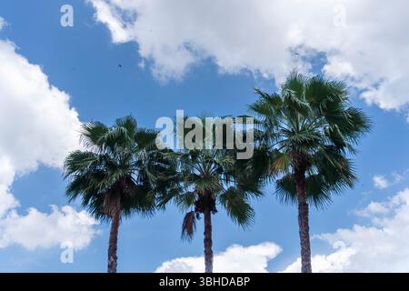 Trois palmiers sont debout dans un champ avec un ciel bleu. Il y a quelques oiseaux qui volent dans le ciel Banque D'Images