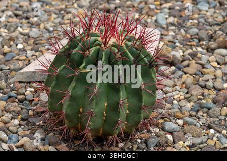 Tonneau de Californie, Ferocactus cylindraceus, dans le jardin de cactus du jardin botanique de Quito à Quito, Équateur. Banque D'Images