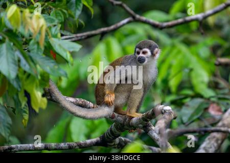 Un singe écureuil équatorien, Saimiri cassiquiarensis macrodon, dans le parc national de Yasuni en Équateur. Banque D'Images