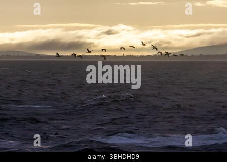 Un troupeau de cormorans volant le long de la côte du Cap, en Afrique du Sud, à l'aube. Banque D'Images