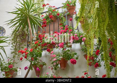 Patio andalou traditionnel rempli de pots de fleurs aux couleurs vives telles que géraniums, pétunias et bougainvilliers, décorant le mur blanchi à la chaux Banque D'Images