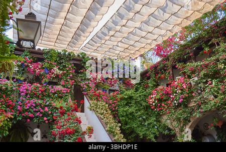 Patio andalou traditionnel rempli de pots de fleurs aux couleurs vives telles que géraniums, pétunias et bougainvilliers, décorant le mur blanchi à la chaux Banque D'Images
