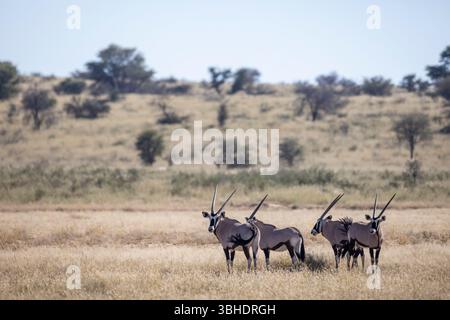 Vue panoramique de quatre Gemsbok (Oryx gazella) debout dans un paysage typique de Kgalagadi après de bonnes pluies ont entraîné une bonne croissance de l'herbe Banque D'Images