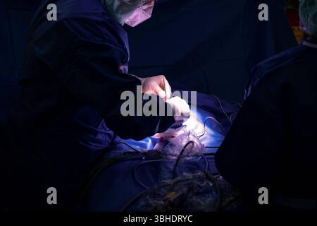 LK Osnabrück, Deutschland 30. Januar 2023 : Im Bild : dieses Szenario beschreibt den entscheidenden moment des Wundverschlusses in einem hochmodernen Operationssaal eines Krankenhauses. Der Operateur, gekleidet in stérile OP-Kleidung und mit chirurgischen Handschuhen, widmet sich der Feinarbeit, indem er die kleinen, präzisen Hautschnitte an der Bauchdecke des Patienten vernäht. Diese Schnitte wurden zuvor für einen minimalinvasiven Eingriff, wie eine Laparoskopie oder Endoskopie, gesetzt. Mit äußerster Sorgfalt und Präzision führt der Chirurg die Nadel und den Faden, um eine optimale Wundheilun Banque D'Images