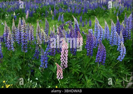 Un champ vibrant et coloré de fleurs de lupin en pleine floraison domine ce paysage naturel. L'image capture une riche tapisserie de violets, bleus, a Banque D'Images