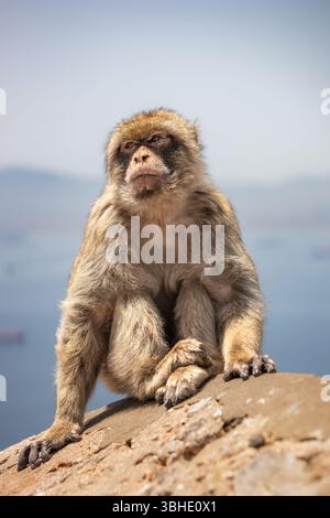 Portrait vertical du macaque de Barbarie (Macaca Sylvanus) à Gibraltar. Faible profondeur du champ d'animaux en voie de disparition à fourrure à l'extérieur pendant le jour ensoleillé. Banque D'Images