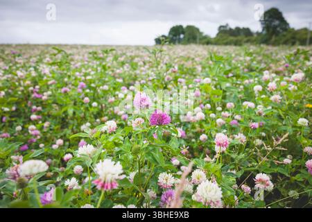 Prairie de fleurs sauvages dans l'Oxfordshire, Royaume-Uni, avec du trèfle rouge et blanc (Trifolium pratense) en fleurs Banque D'Images