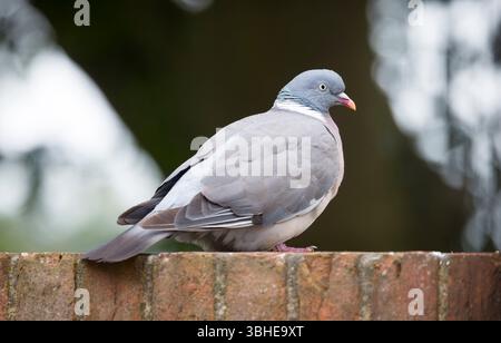 Pigeon de bois (Columba palumbus) reposant sur un mur de jardin de briques dans un jardin britannique Banque D'Images