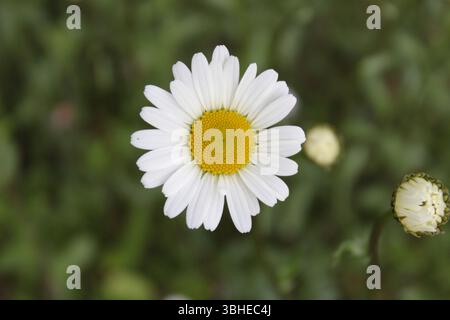 Marguerite commune (Bellis perennis) fleurissant sur la prairie verte au printemps, de près dans le soleil naturel. Banque D'Images
