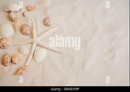 Coquillages et étoiles de mer disposés sur une plage de sable fin au cours d'une journée ensoleillée dans un endroit côtier Banque D'Images