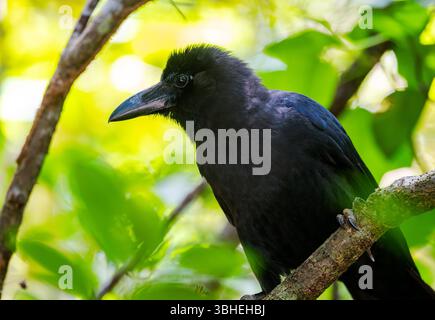 Corvus macrorhynchos (Corvus macrorhynchos) perché sur un arbre dans la forêt. Ishigaki, Okinawa, Japon. Banque D'Images